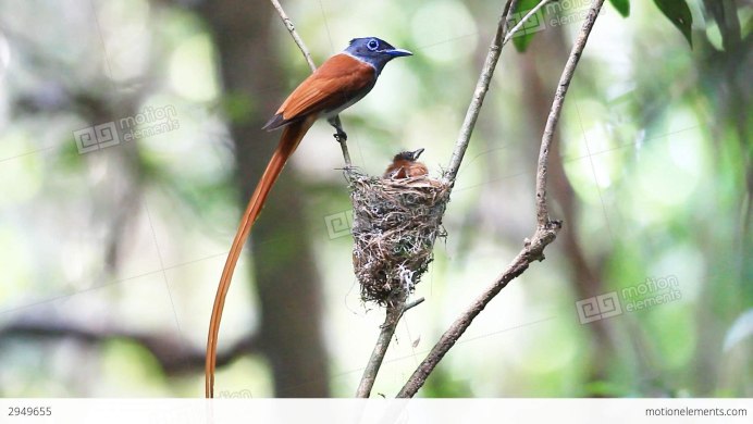 Terpsiphone Paradisi leucogaster Swainson