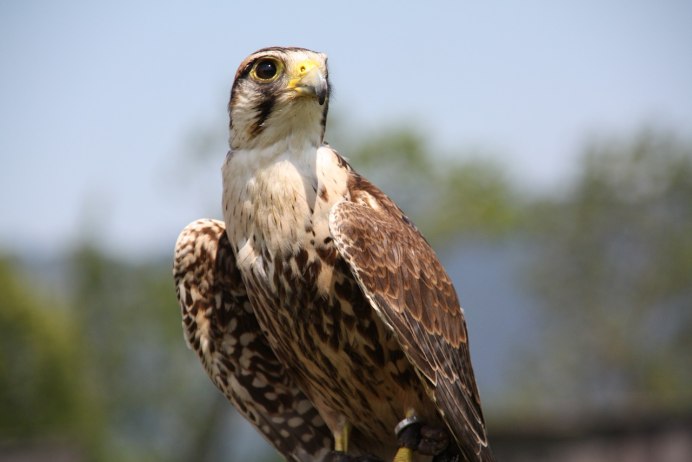 Falco pelegrinoides