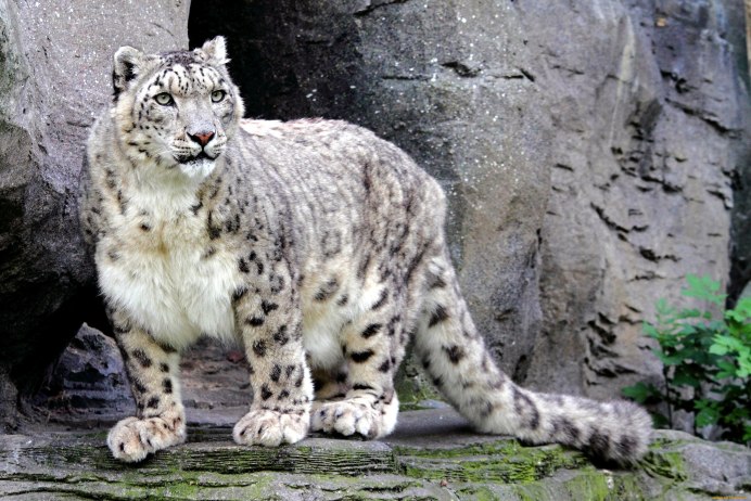 - Снежный Барс (Panthera uncia