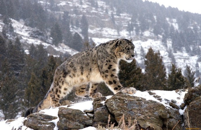 Panthera uncia Irbis,