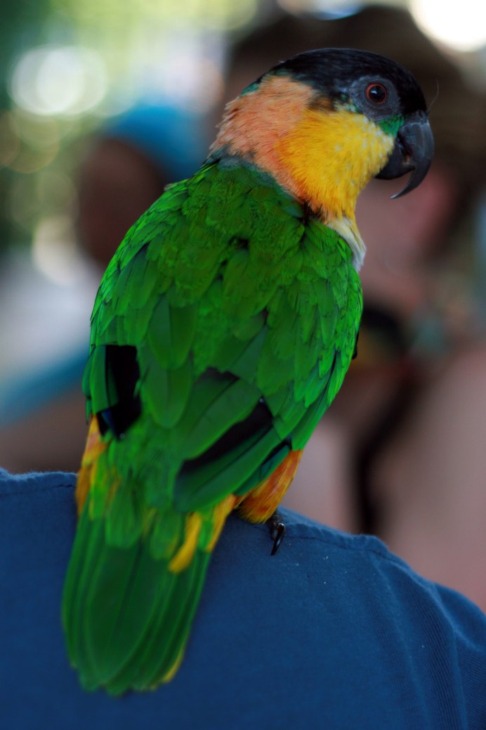 Caique Parrot попугай