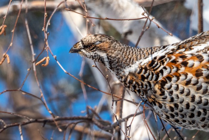 Рябчик взлетает