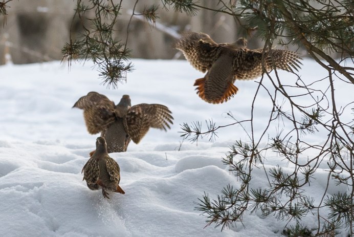 Птицы под снегом