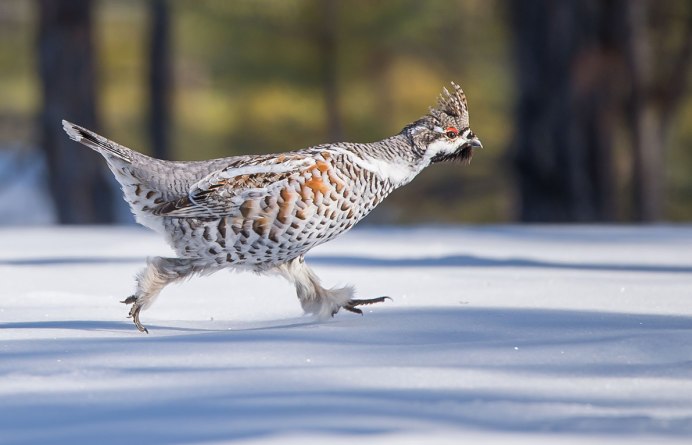 Рябчик бежит