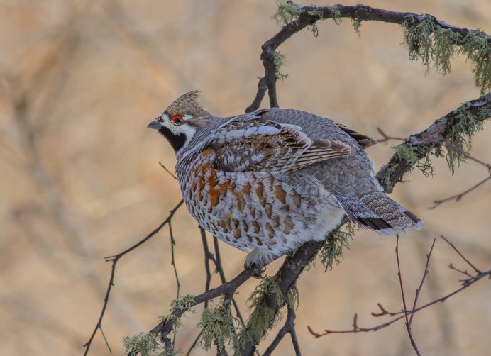 Рябчик Иркутской области