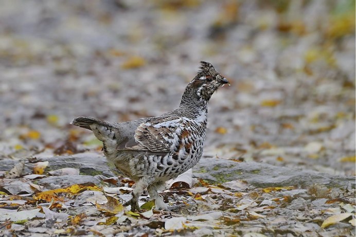 Рябчик бежит