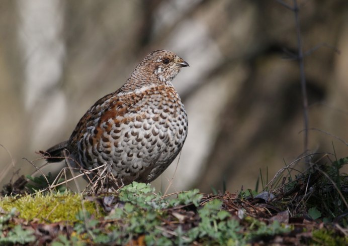 Рябчик в полёте