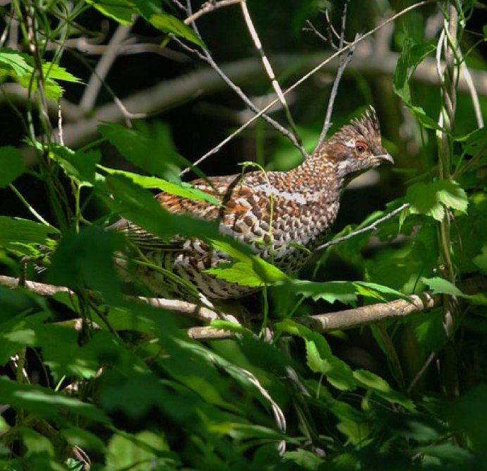 Рябчик обыкновенный самка