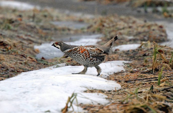 Серая куропатка в полете
