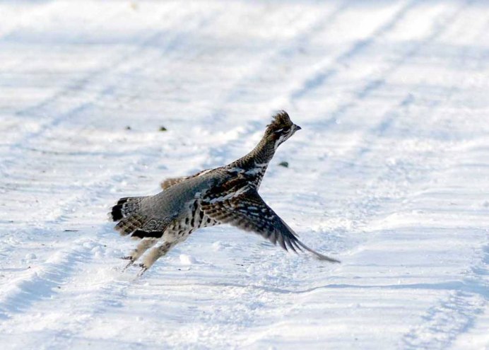 Рябчик бежит