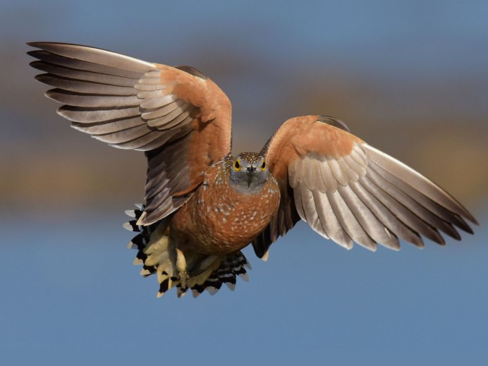 Рябчик (Bonasa bonasia)