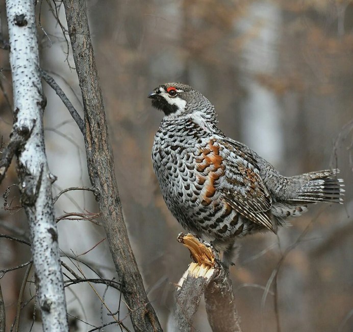 Рябчик обыкновенный в полете