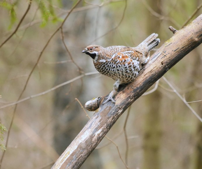 Воротничковый рябчик