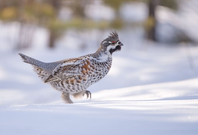 Рябчик Tetrastes bonasia