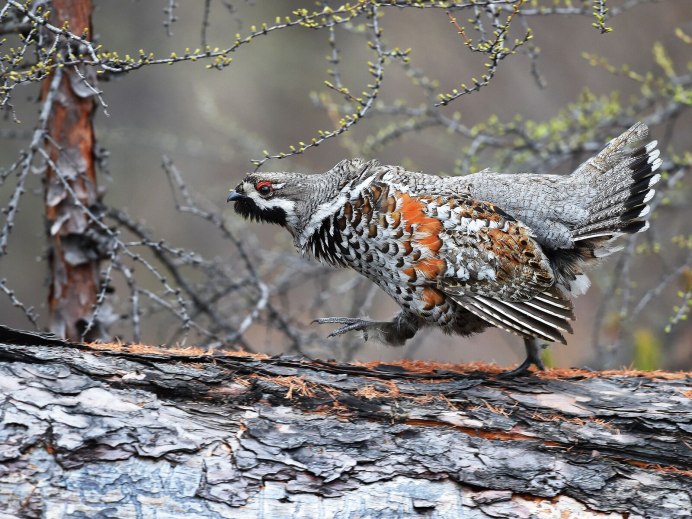 Птица с бурыми крыльями