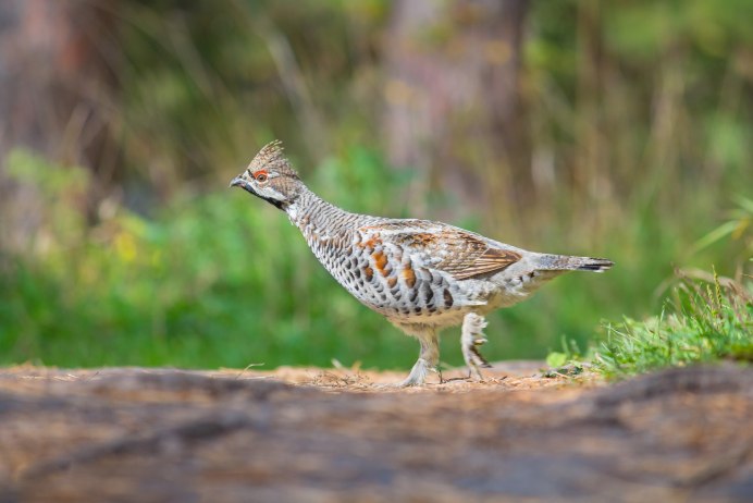 Рябчик Tetrastes bonasia