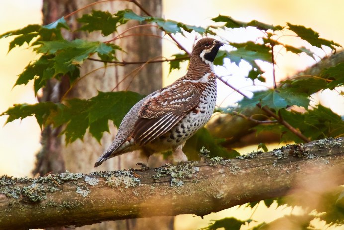 Рябчик Татарстан
