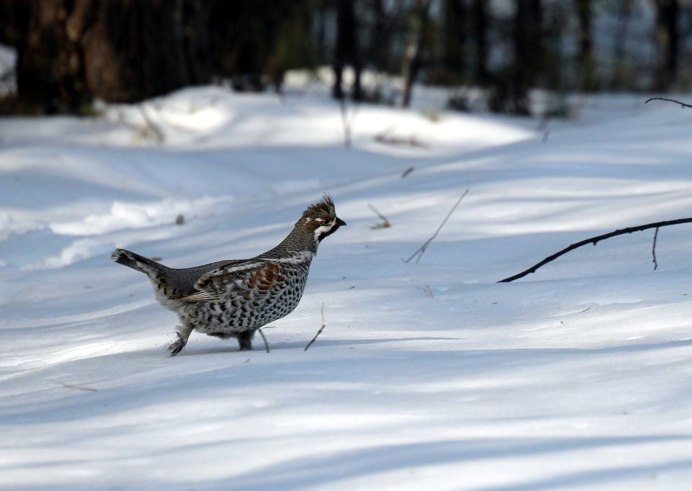 Рябчик токует
