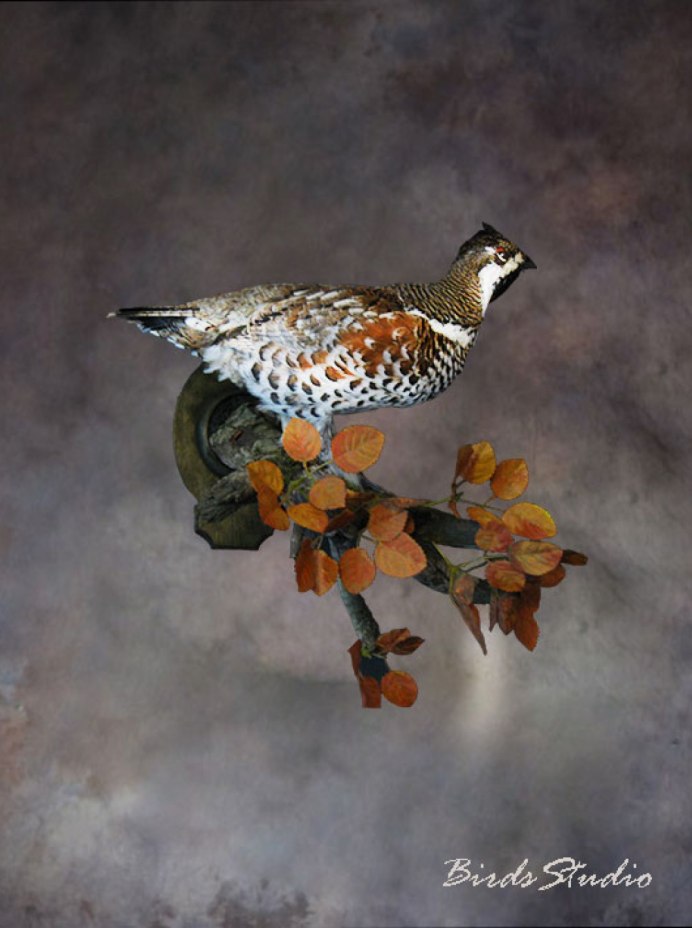 Рябчик птица