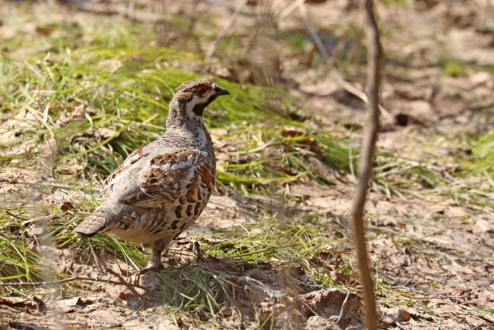 Рябчик в полете
