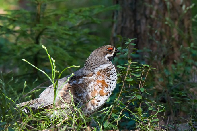 Рябчик Tetrastes bonasia
