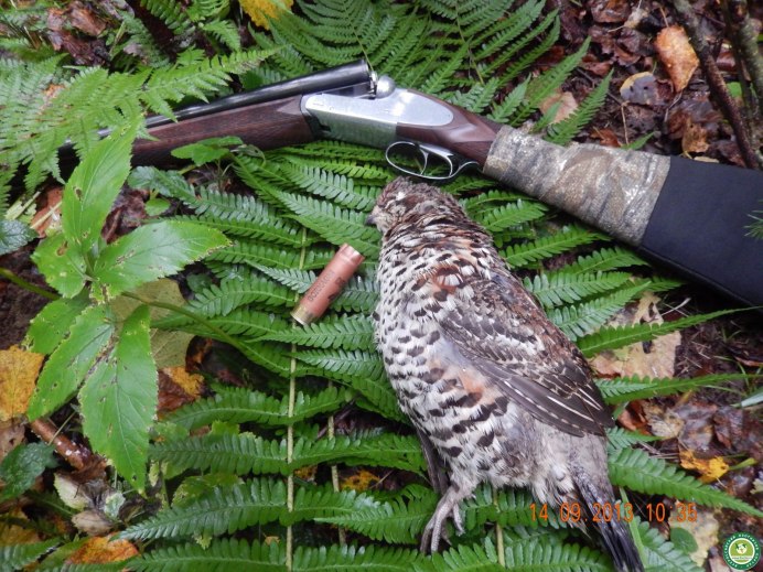 Рябчик (Bonasa bonasia)