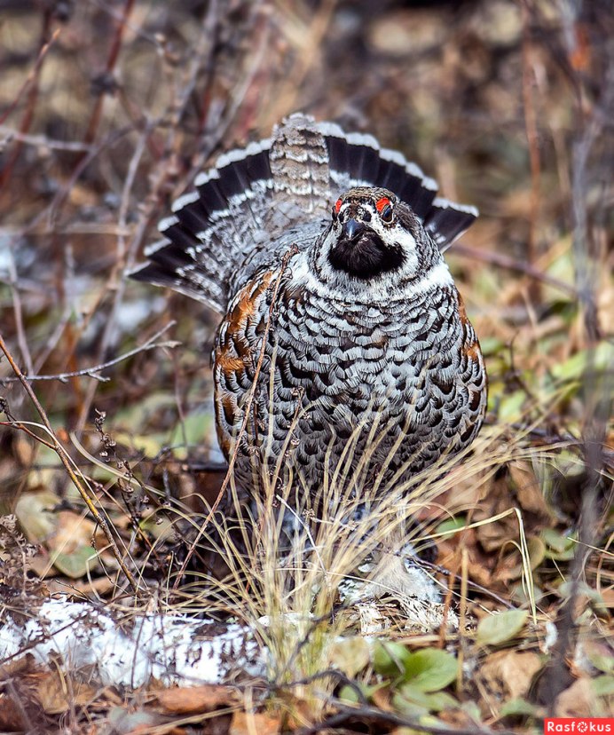 Рябчик самец и самка отличия фото