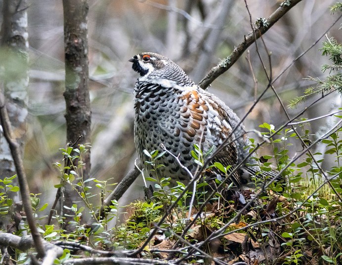 Рябчик дальнего Востока