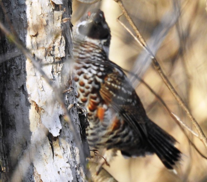 Серая куропатка крыло