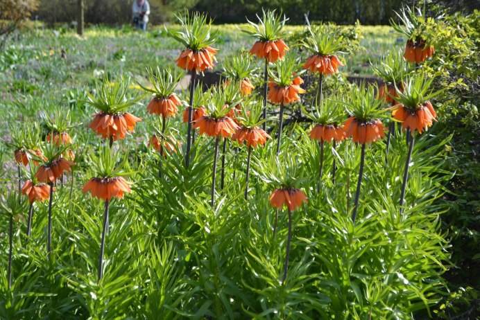 Лапландский заповедник рябчик