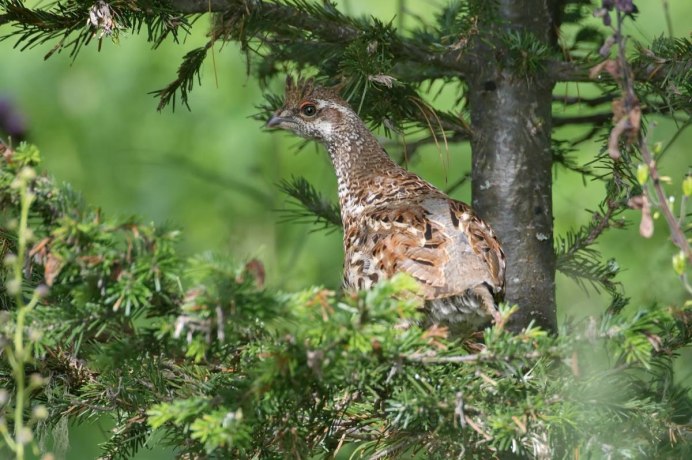 Тетерка в полете