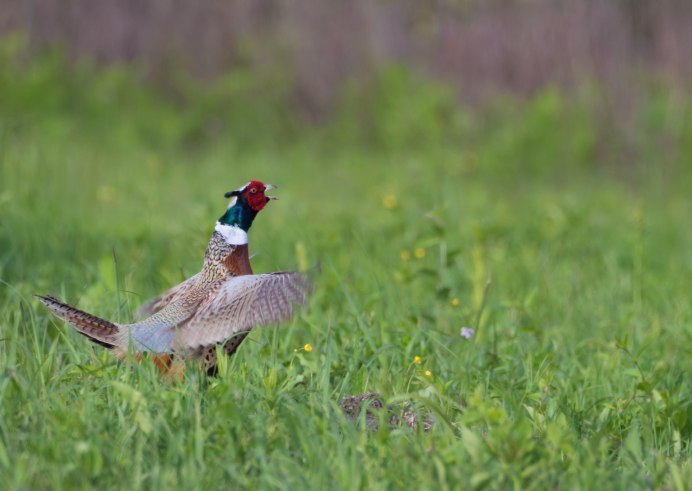 Лесные птицы Якутии