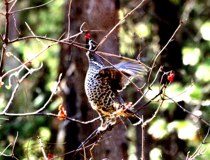 Таксидермия рябчика
