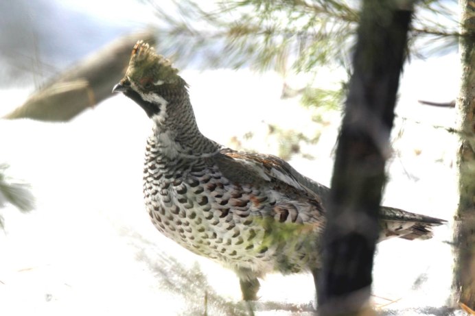 Куропатки Забайкалья