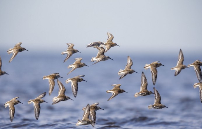 Чайки перелетные птицы