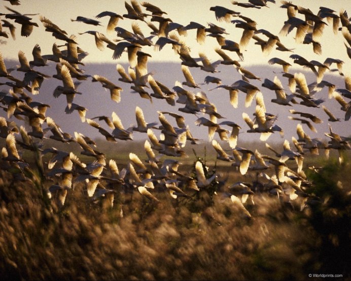 Популяция птиц