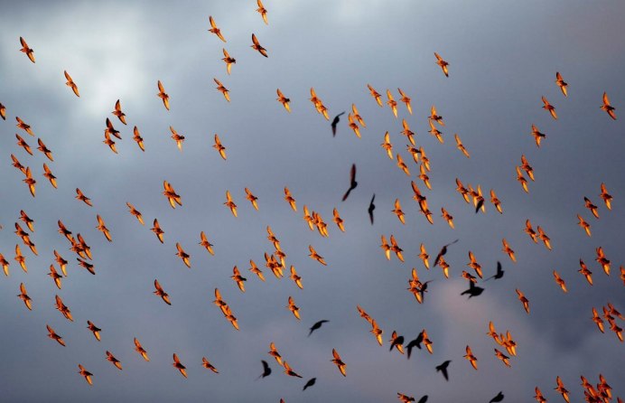 Осенний перелет птиц