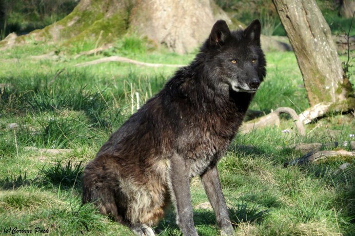 Волк обыкновенный (canis Lupus)