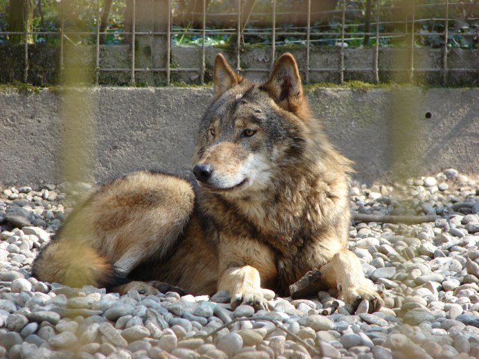 Волк canis Lupus