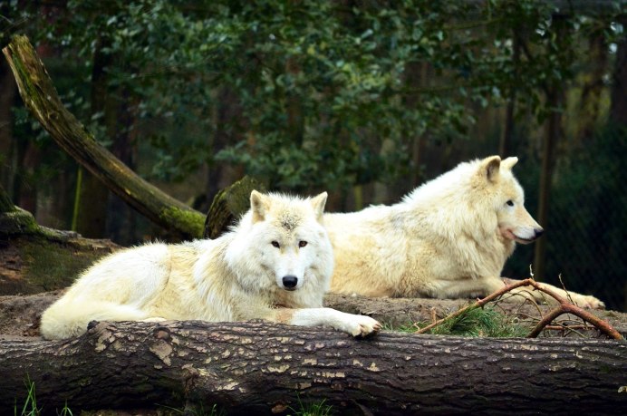 Волк canis Lupus