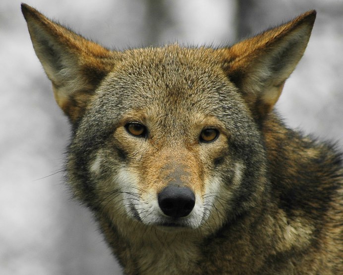 Canis Lupus Campestris