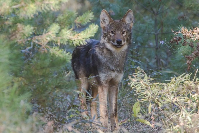 Canis Lupus Lycaon