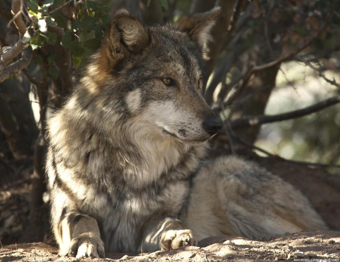 Canis Lupus irremotus