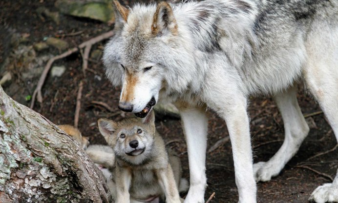 Himalayan Wolf