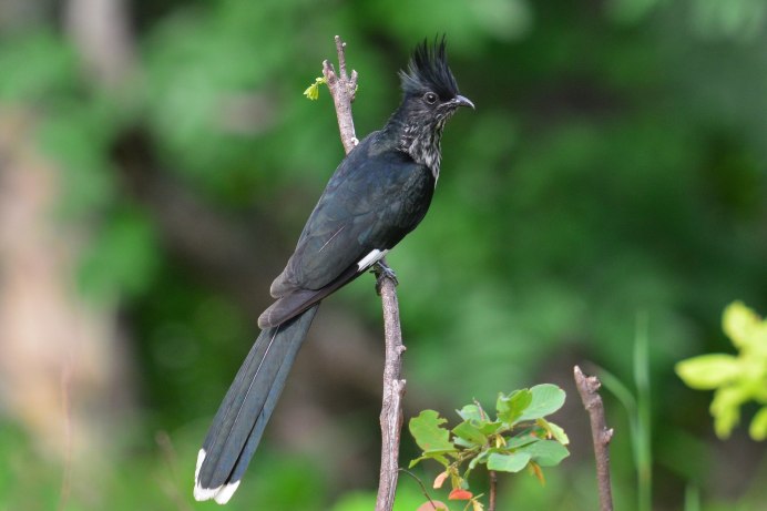Хохлатая Кукушка