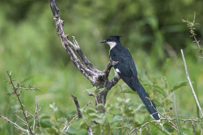 Африканская хохлатая Кукушка