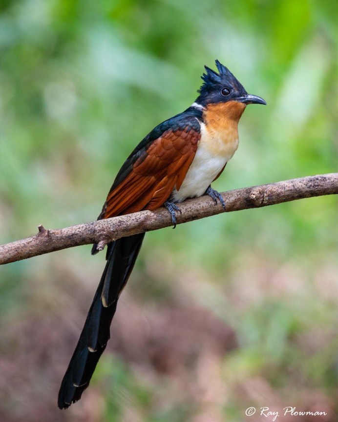 Коромандельская хохлатая Кукушка