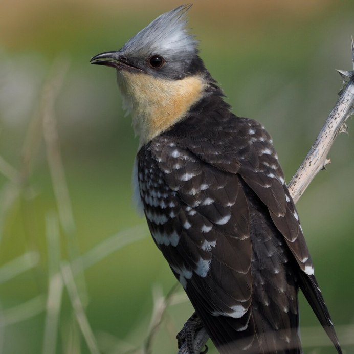 Африканская хохлатая Кукушка