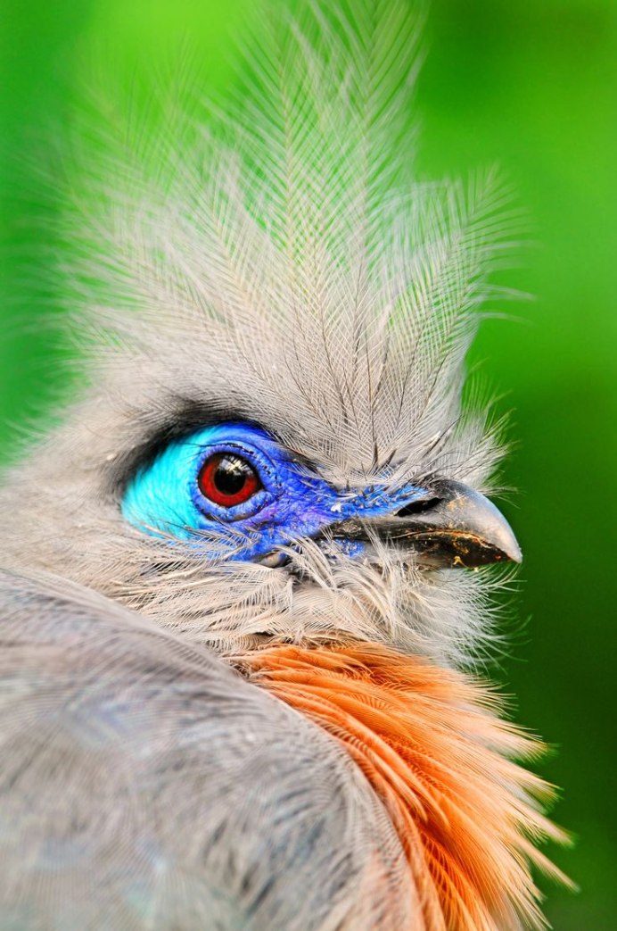 Черная база птица