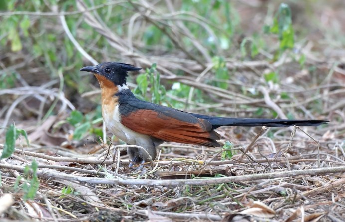 Африканская хохлатая Кукушка